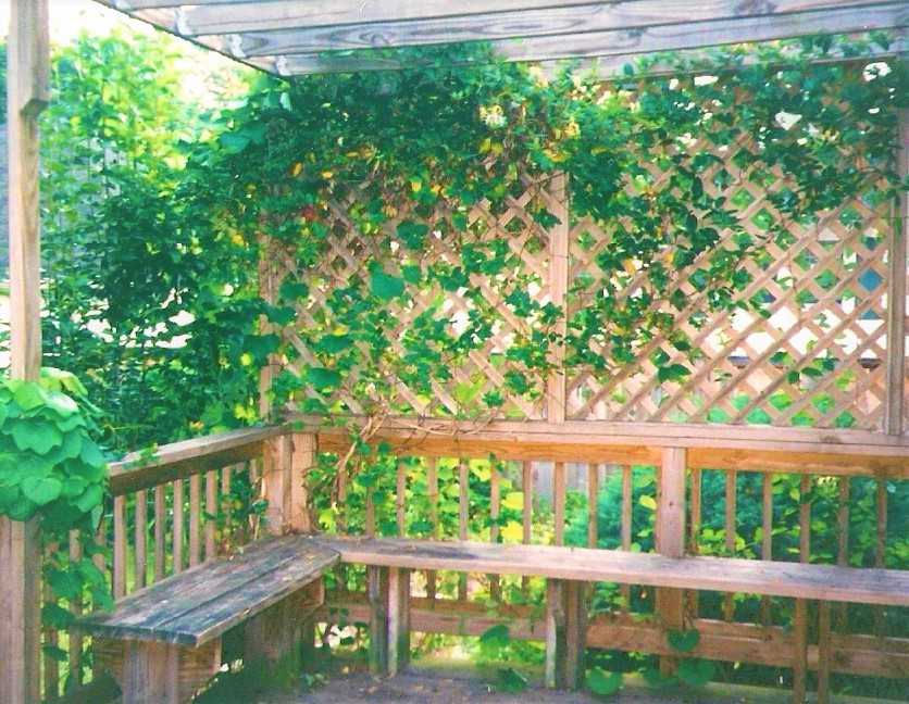 ivy over lattice